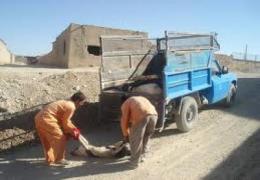 اتلاف 290 قلاده سگ ولگرد در شهر لار